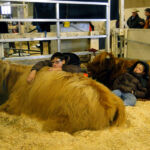 2014-denver-stock-show-009