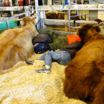 2014-denver-stock-show-013