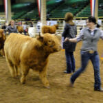 2014-denver-stock-show-040