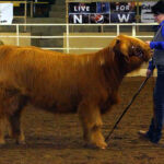 2014-denver-stock-show-074