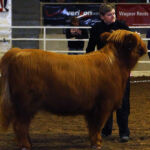 2014-denver-stock-show-075