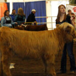 2014-denver-stock-show-076