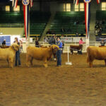 2014-denver-stock-show-077