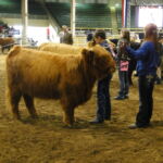 2014-denver-stock-show-097