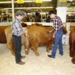 2014-denver-stock-show-133