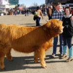 2014-denver-stock-show-143