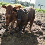 June 2014 Wyatt & Kane 003