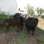June 2014 Wyatt & Kane 009