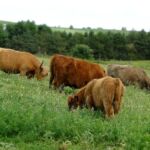 Koal-&-Cows-June-2014-001edit