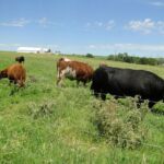 Koal & Cows June 2014 002