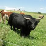 Koal & Cows June 2014 003