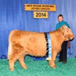 Almosta Farm's Rose- Senior Heifer Division heifer Champion