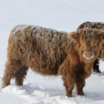 dec-2012-calves-016