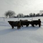 dec-2012-calves-017