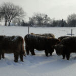 dec-2012-calves-018