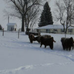 dec-2012-calves-020