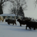 dec-2012-calves-021