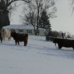 dec-2012-calves-022