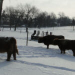 dec-2012-calves-024