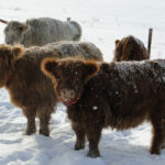 dec-2012-calves-026