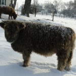 dec-2012-calves-027