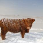 dec-2012-calves-030