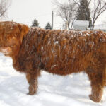 dec-2012-calves-031