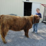 eric-2013-cow-camp-024-jpg