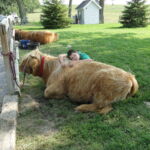 eric-2013-cow-camp-025-jpg