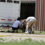 eric-2013-cow-camp-035-jpg