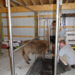 eric-2013-cow-camp-039-jpg