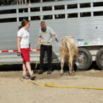 eric-2013-cow-camp-052-copy-jpg