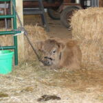 eric-2013-cow-camp-055-copy-jpg
