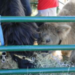 eric-2013-cow-camp-058-copy-jpg