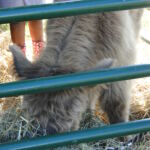 eric-2013-cow-camp-059-jpg