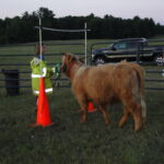 eric-2013-cow-camp-133-jpg