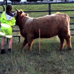 eric-2013-cow-camp-135-jpg