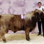 Grand Champion Bull Almosta Farms Raine