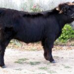 Almosta Farm’s Hatti