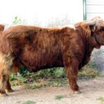 Almost Farm’s Raine (D)