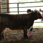 Olivia Moore & Almosta Farm’s Star 3