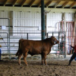 Isaiah Moore and Steer 3