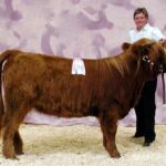 Reserve Grand Champion Female Almosta Farms Salli